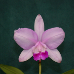 Cattleya intermedia